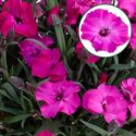 Bild von Dianthus P10.5 Scully Kleurtonend